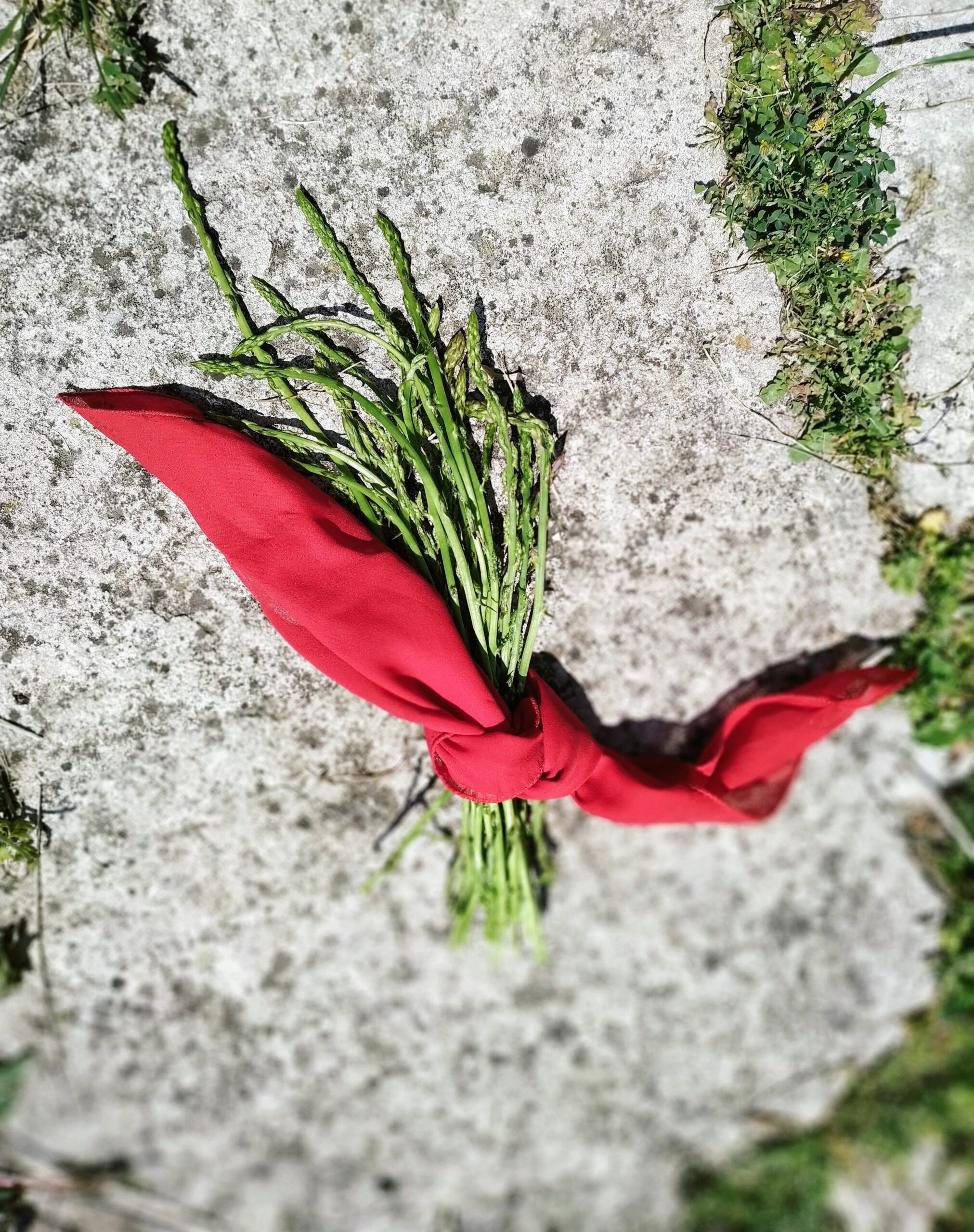 sassoerminia asparagi